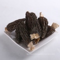 Dried Morel Mushroom Morchella